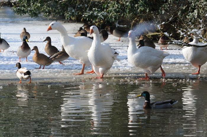 Buckland Pond 2